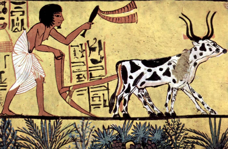 Agricultura egipcia