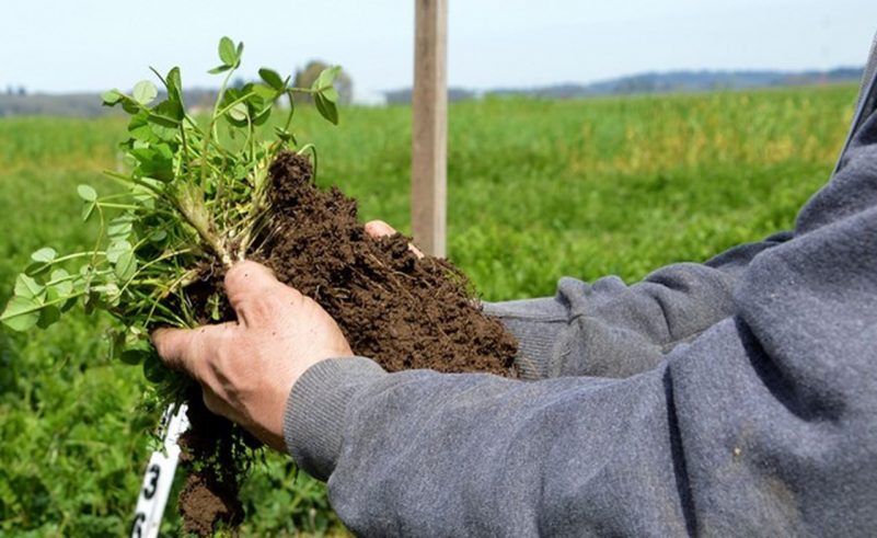 Agricultura regenerativa