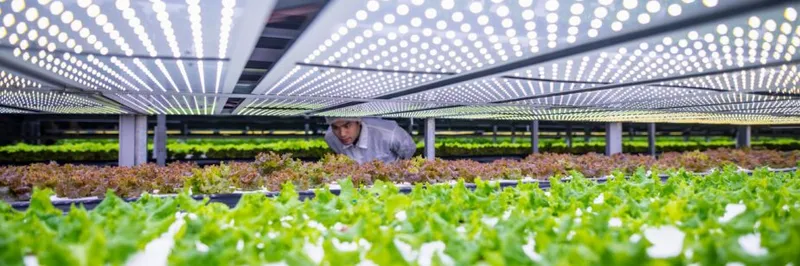 Claves para el éxito en la agricultura vertical: técnicas, beneficios y tips esenciales